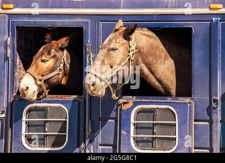 Due teste di cavalli che si attaccano dalle finestre del vecchio rimorchio arrugginito del bestiame - primo piano Foto Stock