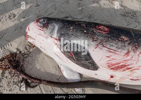 Carcassa di una giovane balena di sperma di Pigmio (brevieps di Kogia) sulla spiaggia di Witsands, vicino alle scogliere di Misty, Penisola del Capo, Sud Africa. Cordatura cetacea. Foto Stock