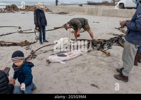 La gente guarda il capriccioso spermatozoi Whale (brevieps di Kogia) carcassa lavata su spiaggia a Witsands, vicino alle scogliere di Misty, Penisola del Capo, Sudafrica. Foto Stock