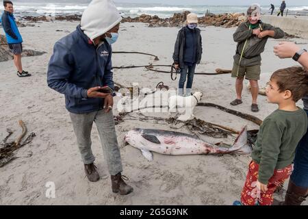La gente guarda il capriccioso spermatozoi Whale (brevieps di Kogia) carcassa lavata su spiaggia a Witsands, vicino alle scogliere di Misty, Penisola del Capo, Sudafrica. Foto Stock