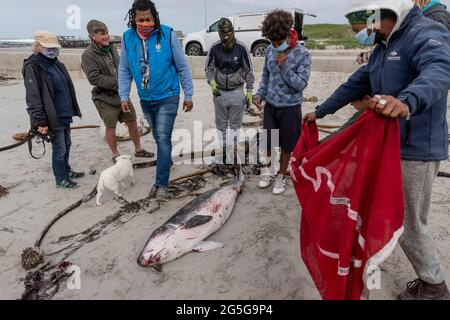 I dipendenti degli sparatori di squali rimuovono dalla spiaggia di Witssands, nella penisola del Capo, in Sud Africa, la carcassa giovanile di sperma di pygmy (brevieps di Kogia) Foto Stock