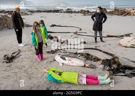 La gente guarda il capriccioso spermatozoi Whale (brevieps di Kogia) carcassa lavata su spiaggia a Witsands, vicino alle scogliere di Misty, Penisola del Capo, Sudafrica. Foto Stock