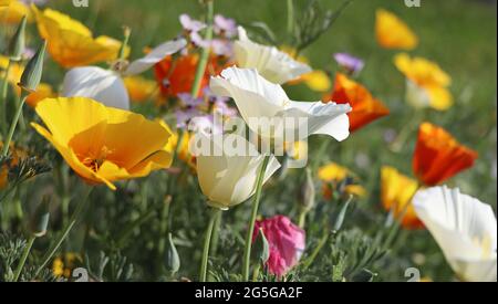 Backgroung estate. Fiori di eschscholzia californica o papavero californiano dorato, tazza d'oro, pianta fiorente in famiglia papaveraceae Foto Stock