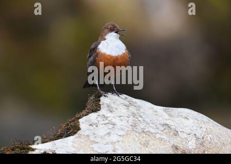 Un ragazzo che cantava un Dipper dal colore bianco (Cincluses cincluss) della corsa britannica nello Yorkshire Dales, Regno Unito Foto Stock