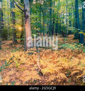 Prendere il sole sbirciando tra gli alberi della Riserva Naturale di Robinson Woods a Cape Elizabeth, Maine Foto Stock