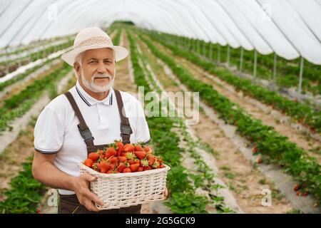 Ritratto di agricoltore anziano in cappello bianco e uniforme in posa a serra con fragole mature in mani. Cestino di vimini pieno di frutti di bosco appena raccolti. Processo di raccolta. Foto Stock