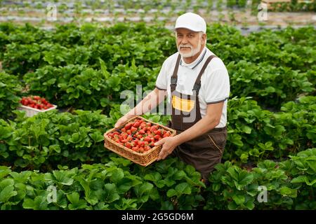 Vista frontale dell'uomo anziano in uniforme marrone e berretto bianco che raccoglie gustose fragole rosse mature in carino cesto di vimini. Concetto di lavoro in una grande serra moderna. Foto Stock