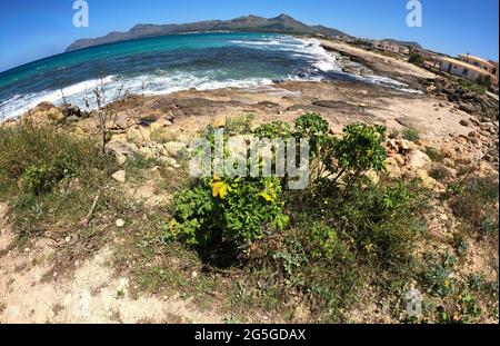 Son Serra de Marina, Maiorca, Isole Baleari Foto Stock