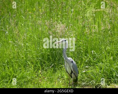 Airone grigio in erba verde, Ardea cinerea, Germania Foto Stock