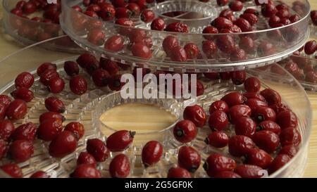 Essiccare i frutti di bosco di rose nelle rastrelliere dell'asciugatore di frutta sulla tavola. Semi di rose - il frutto che rimane dopo le fioriture. Farmaci sani fatti in casa. Foto Stock