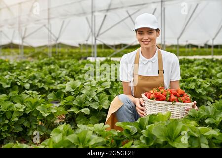 Vista frontale della giovane bella donna bruna in grembiule beige con gustose fragole rosse fresche in cesto. Concetto di raccolta in serra moderna. Foto Stock