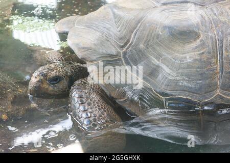 Galapagos tartaruga gigante, ZSL London Zoo, Regent's Park, City of Westminster, Greater London, Inghilterra, Regno Unito Foto Stock