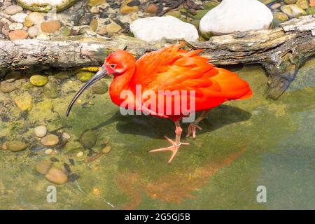 Ibis Scarlet nella voliera degli uccelli allo ZSL London Zoo, Regent's Park, City of Westminster, Greater London, England, Regno Unito Foto Stock