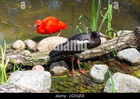 Scarlet Ibis e Abdim's Stock Birds in voliera di uccelli allo ZSL London Zoo, Regent's Park, City of Westminster, Greater London, England, Regno Unito Foto Stock