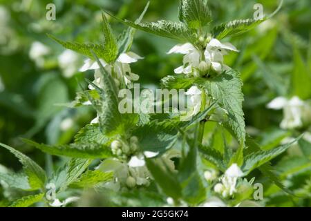 Flowers of White Dead-Nettle (album di Lamium), o Bee Nettle, in Sunshine Foto Stock