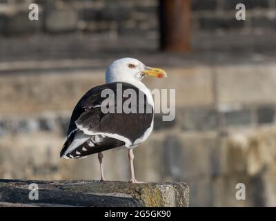 Un grande gabbiano nero-backed (Larus marinus), in piedi su una parete del porto. Foto Stock