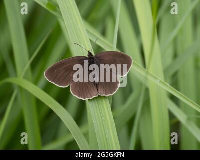 Una farfalla ringlatta (Aphantopus iperantus), appollaiata su una foglia di canna. Foto Stock