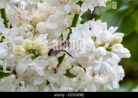 Bel fiore in primavera e bumblebee volanti in natura macro su morbido sfondo chiaro sfocato. Concept primavera estate, elegante e delicata immagine artistica, spazio copia Foto Stock