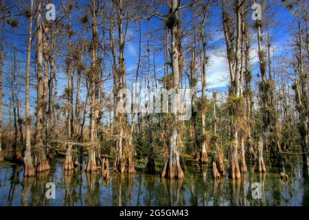 Alberi di cipresso calvo, Taxodium distichum, nella Riserva Nazionale Big Cypress, Florida Foto Stock