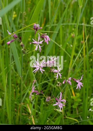 Silene flos-cuculi (SYN. Lychnis flos-cucuculi), comunemente chiamato Ragged-robin. Foto Stock