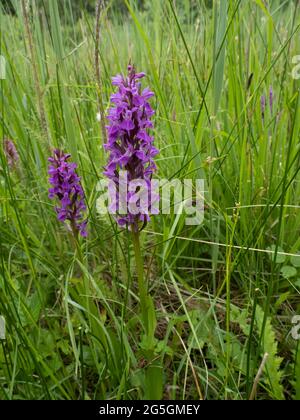 Dactylorhiza praetermissa, l'orchidea Marsh meridionale o orchidea leopardo. Foto Stock