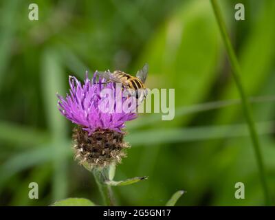 Helophilus pendulus volata, nutrendo su Knapweed con un Bumble Bee. Foto Stock