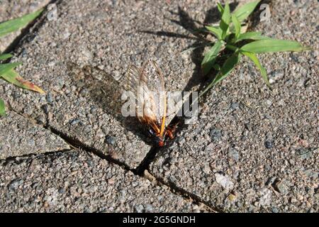 Un periodico morto Cicada su una passerella di pietra Foto Stock