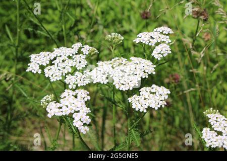 Raggruppamenti di fiori su una pianta bianca selvaggia di Yarrow Foto Stock
