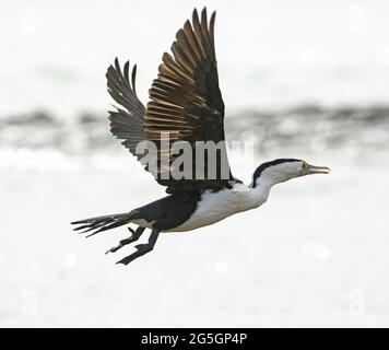 Pied Cormorant, Phalacrocorax varius, in volo contro il cielo nel Queensland Australia Foto Stock