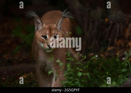 Foto di caracale in foresta di everning. Gatto grande selvaggio nella giungla. Foto Stock