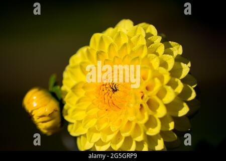 Primo piano di Ruskin Diane (Dahlia) con le nebbie del mattino durante la primavera a Halifax, Nuova Scozia. Foto Stock