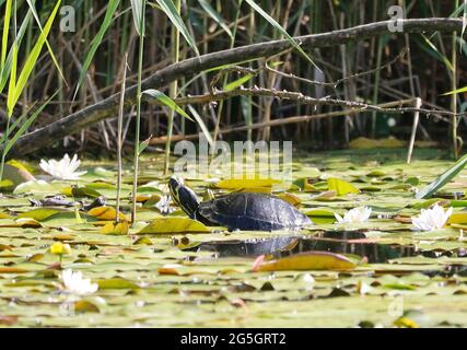 Uno slider giallo-belled (Trachemys scripta scripta) nel Ziegeleipark Heilbronn, Germania - Europa Foto Stock