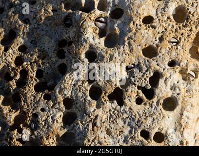 Struttura di pietra. Pietra di mare in un buco. Pietra sulla riva Foto Stock