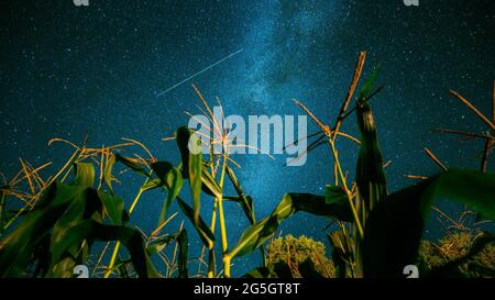 Vista dal basso del cielo stellato Notturno con Via Lattea dalla piantagione di campo di mais Verde nella stagione agricola estiva. Notte stelle sopra Cornfield in Foto Stock