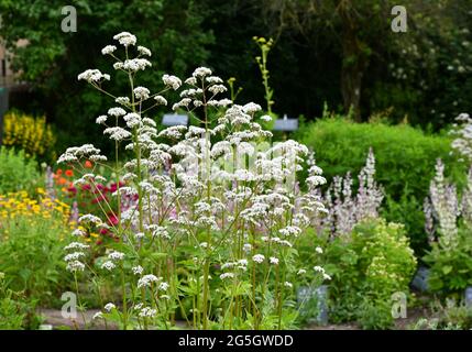 valeriana in fiore nel giardino Foto Stock