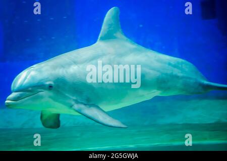 Un delfino a collo di bottiglia dell'Atlantico nuota all'acquario del Mississippi, 24 giugno 2021, a Gulfport, Mississippi. Foto Stock