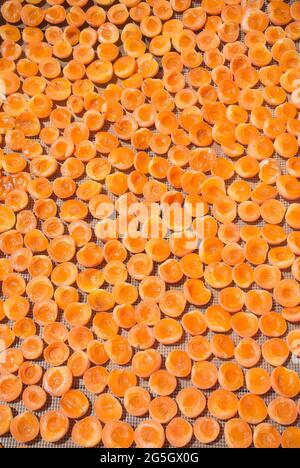 Rack di albicocche asciugatura al sole Foto Stock