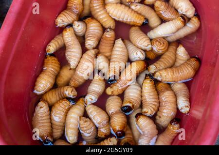 La delicatezza amazzonica sta mangiando i grubs vivi di Suri (Cocotero) Foto Stock