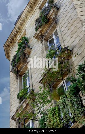 Facciata verde su un edificio in pietra a Bordeaux, Francia Foto Stock