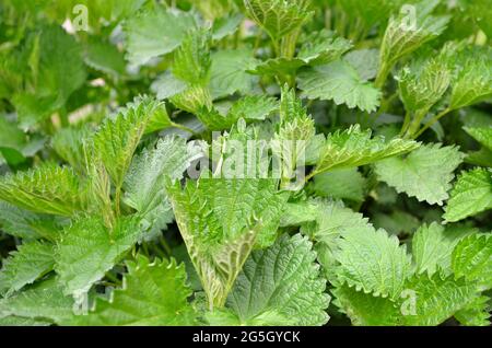 Ortica o Urtica dioica - pianta medicinale erbacea perenne della famiglia Urticaceae, fuoco selettivo. Foto Stock