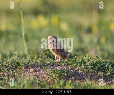 Gufo di Burrowing maschio (Athene cunicularia) che rostica al nido Foto Stock