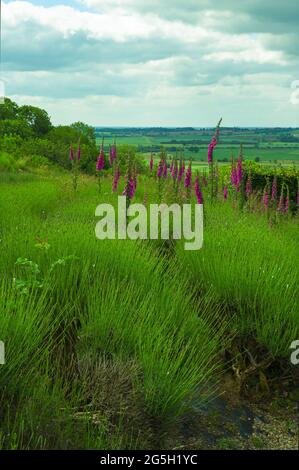 vista panoramica sui campi di alberi cielo e piante di lavanda Foto Stock