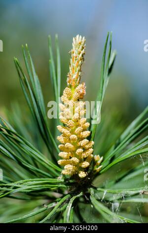 Pineta verde Pollen di germoglio Macro Foto Stock