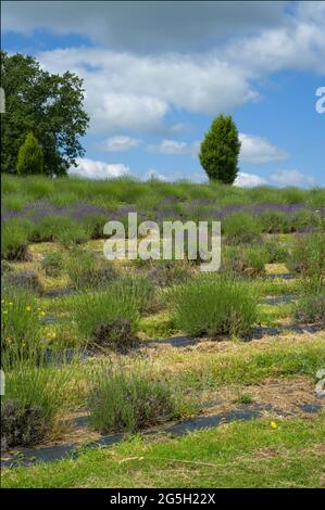 vista panoramica sui campi di alberi cielo e piante di lavanda Foto Stock