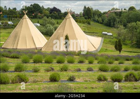 Vista delle tende e del paesaggio nella fattoria di lavanda dello Yorkshire Foto Stock