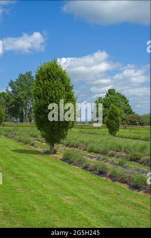 paesaggio di piante di lavanda crescenti Foto Stock