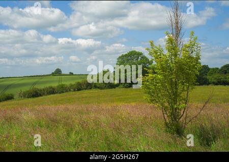 vista panoramica sui campi di alberi cielo e piante di lavanda Foto Stock