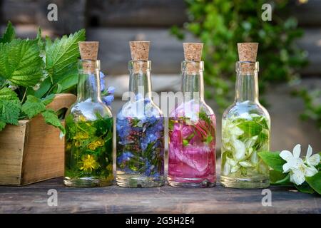 Bottiglie di olio essenziale o infusione di erbe medicinali, piante curative su tavola di legno. Medicina alternativa. Foto Stock