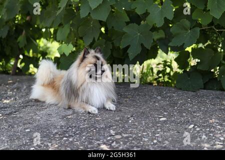 Cute cane razza nana tedesco spitz riposa all'ombra del giardino in una calda giornata estiva Foto Stock