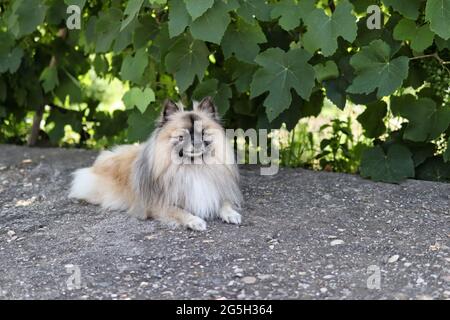 Il nano tedesco spitz di razza del cane riposa con i suoi occhi chiusi all'ombra del giardino in una calda giornata estiva Foto Stock